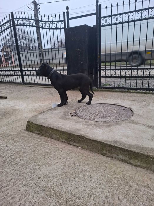 Caini amstaff de vanzare