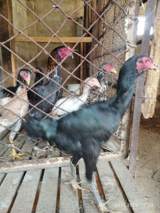 Дакан товиклар тозаси