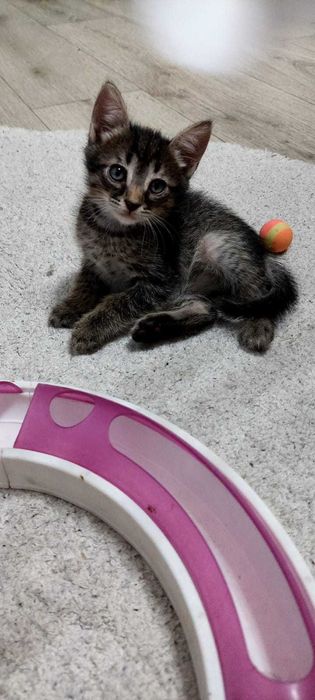 Отдам Котенка в добрые руки