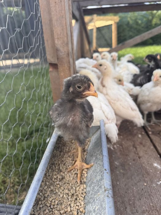 Pui australop/playmouth/marans