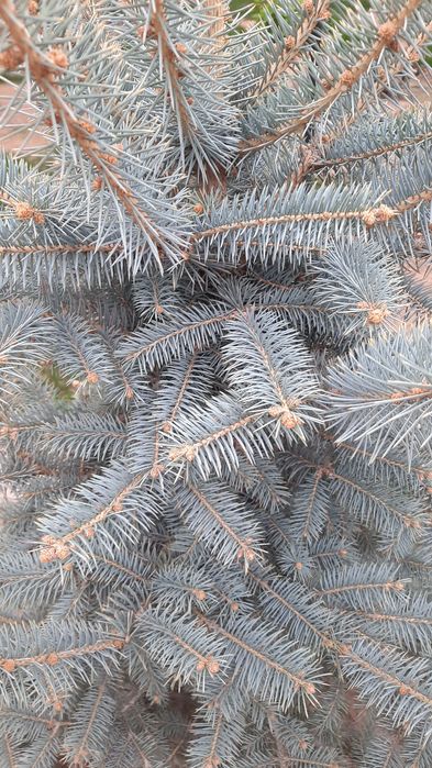 Продам голубую ель