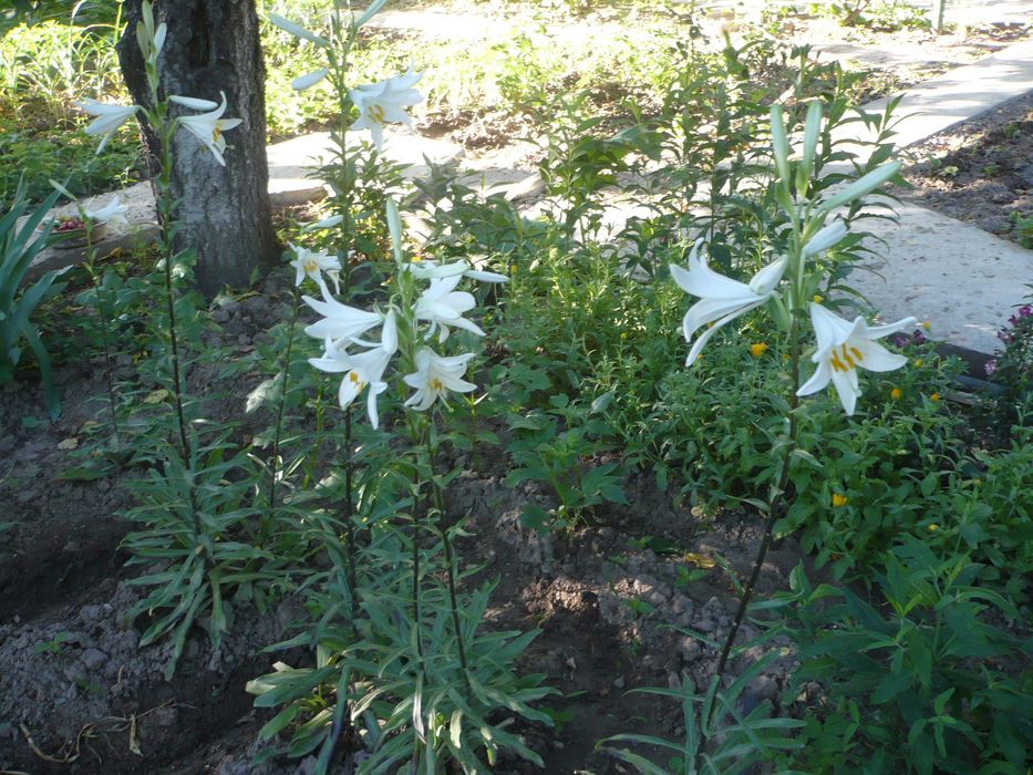 Садовые дачные цветы: белая лилия
