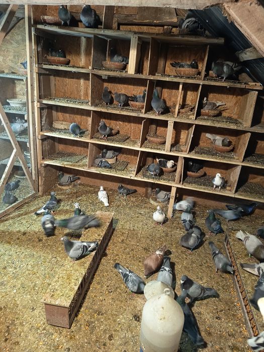 Porumbei voiajori viteza, maraton