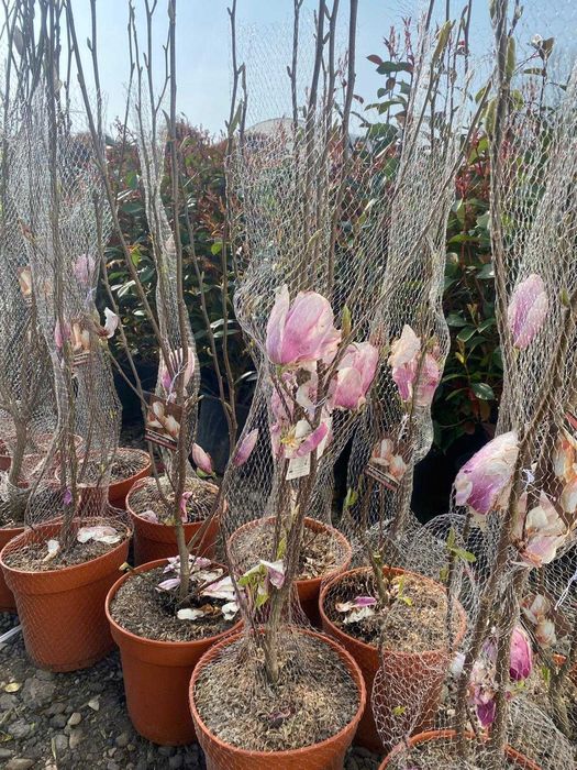 Plante Decorative Premium – Aspect Dens și Servicii Profesionale