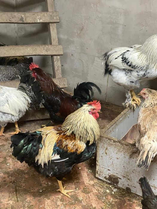Продам задиристых петухов.