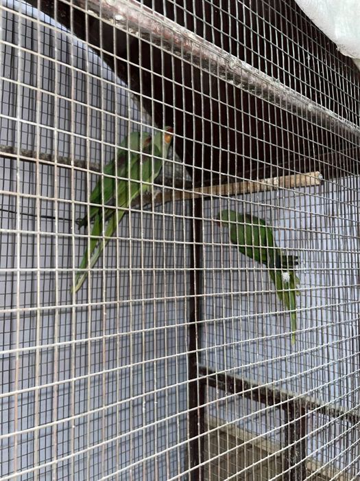 Попугай Александра 3 месяц