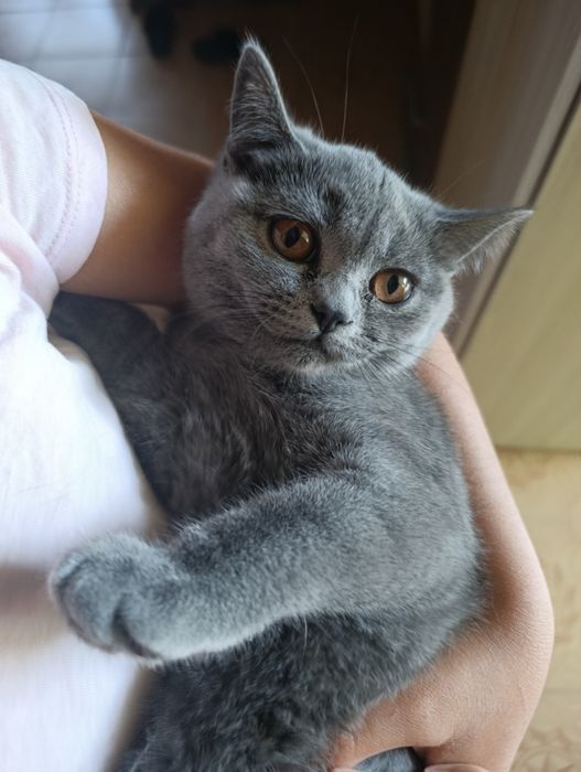 Британски котета