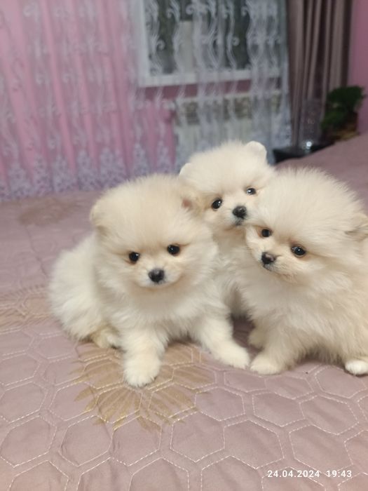 Продам щенков цверг шпица