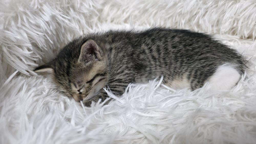 Отдам котенка в добрые руки