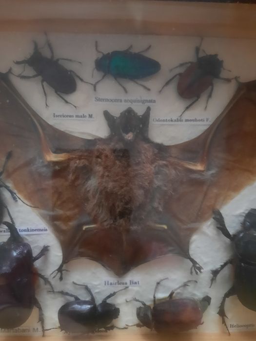 Коллекция высушенные насекомые.