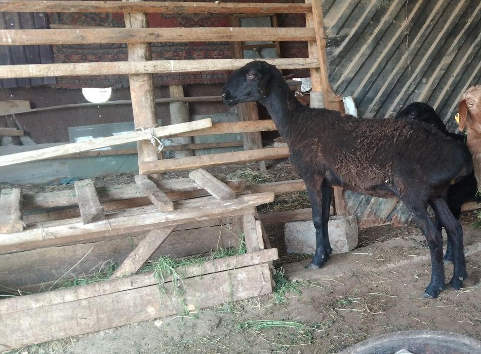 Сатыладыыыыыввыыыы