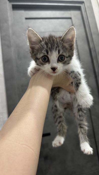 СРОЧНО ищем дом котёнку
