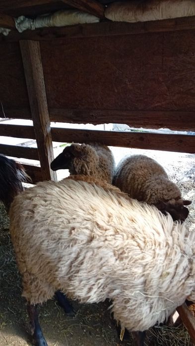 Vând 4 carlani de anu trecut