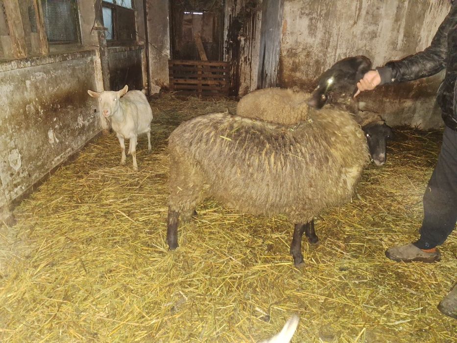 De vanzare, sau schimb