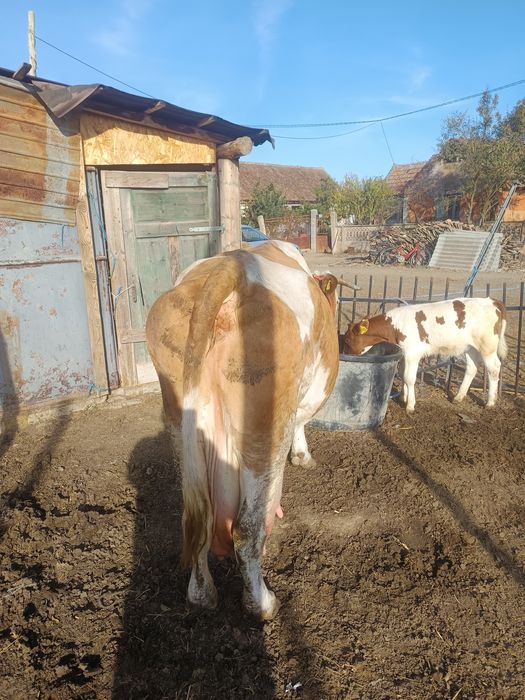 vand vaca pentru abator