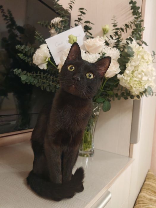 Молодой кот ищет дом!