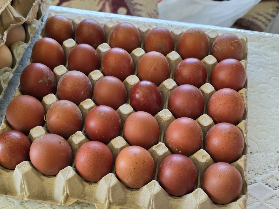 Ouă incubat rasă Marans