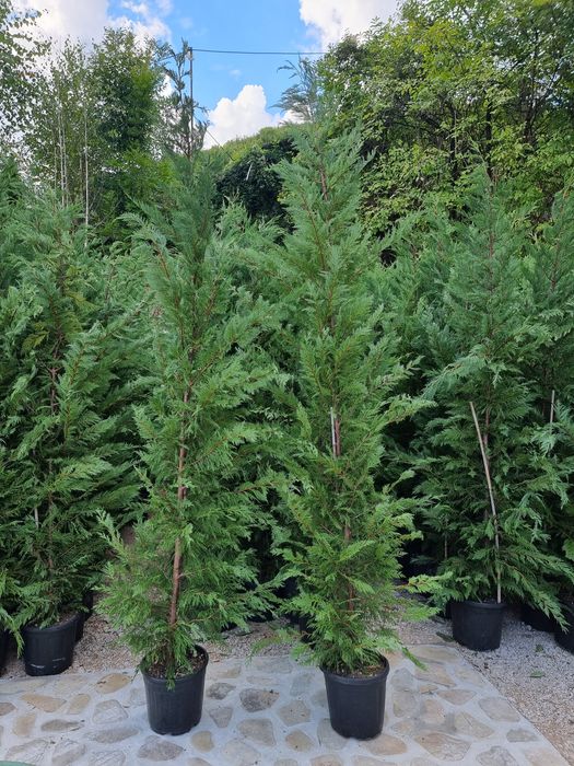 Chiparos leylandi de la 1.3 la 3 metri