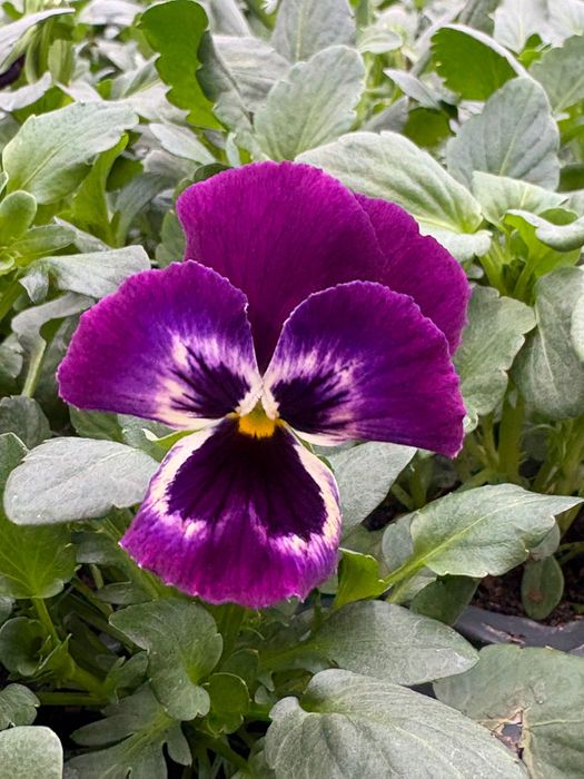 Теменужки в табли