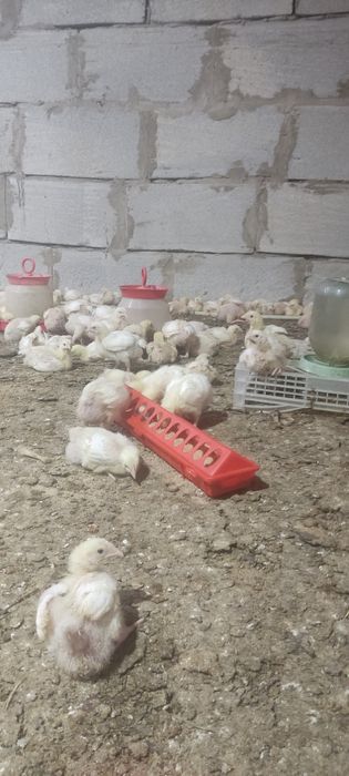 Цыплята бройлер 2ух недельные