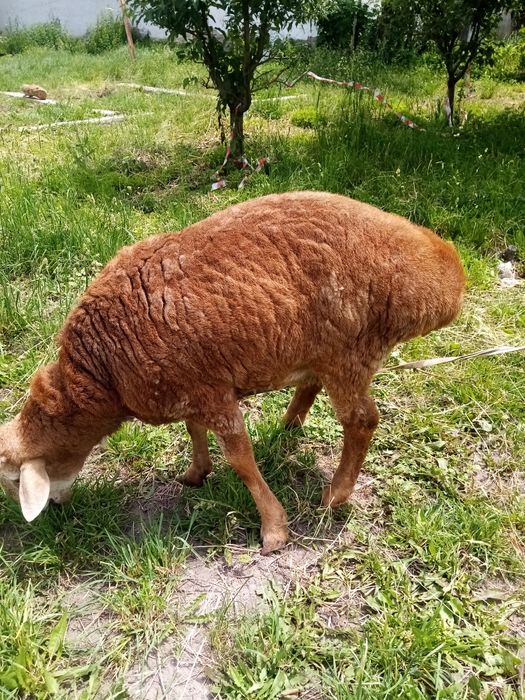 Қошқар сатылады   породалы.