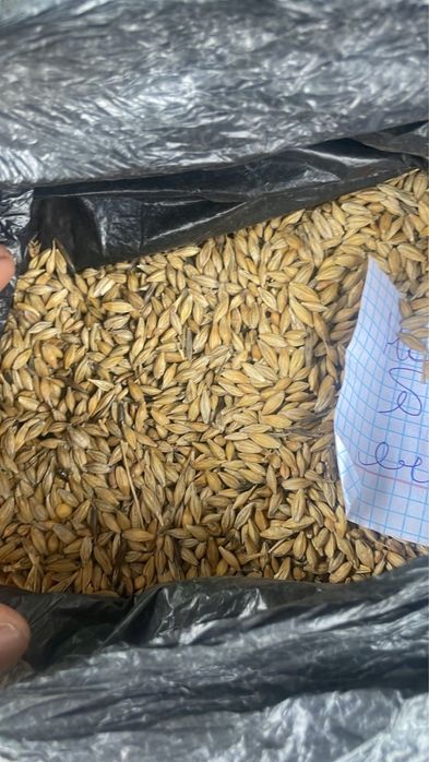 Продам Корма, Ячмень 80 тг