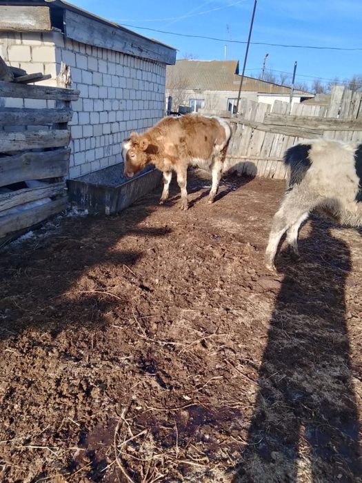 Саке939448)):8;₽39