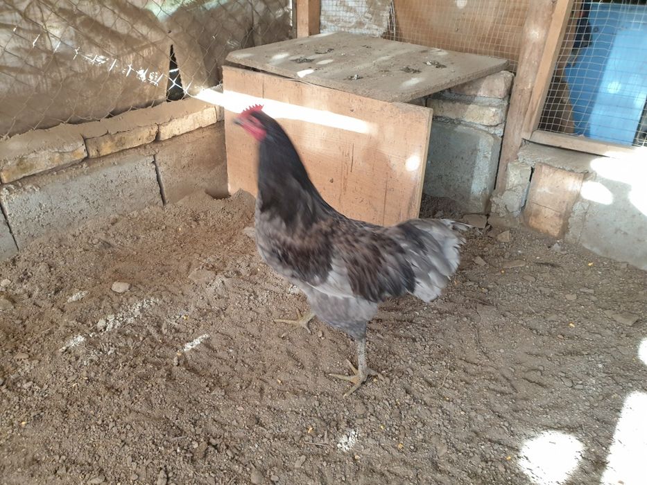 петел астролоп 2 броя