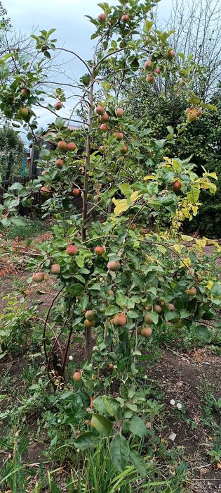 Продам дачу на зерендинские дачах