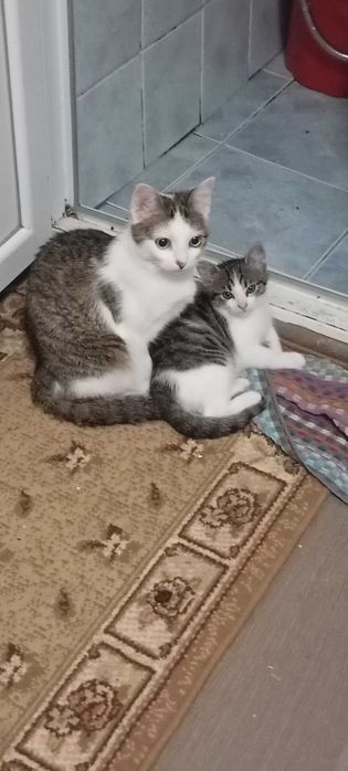 Donare pisici 8 luni și 3 luni