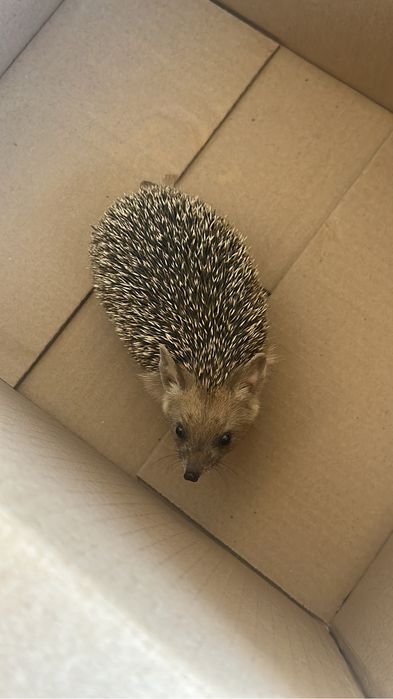 Ежата ежик ёжик ёж