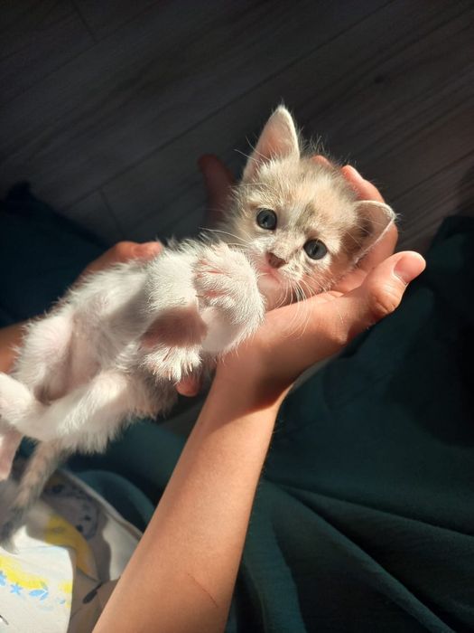 Принцесса кошка ищет дом