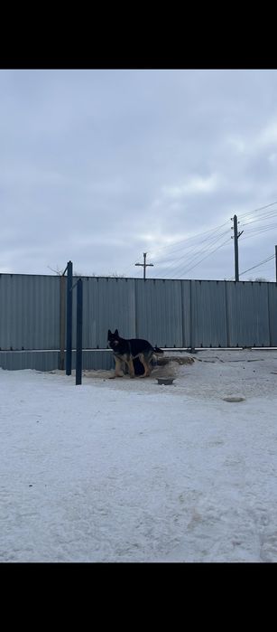 Овчарка.                            .