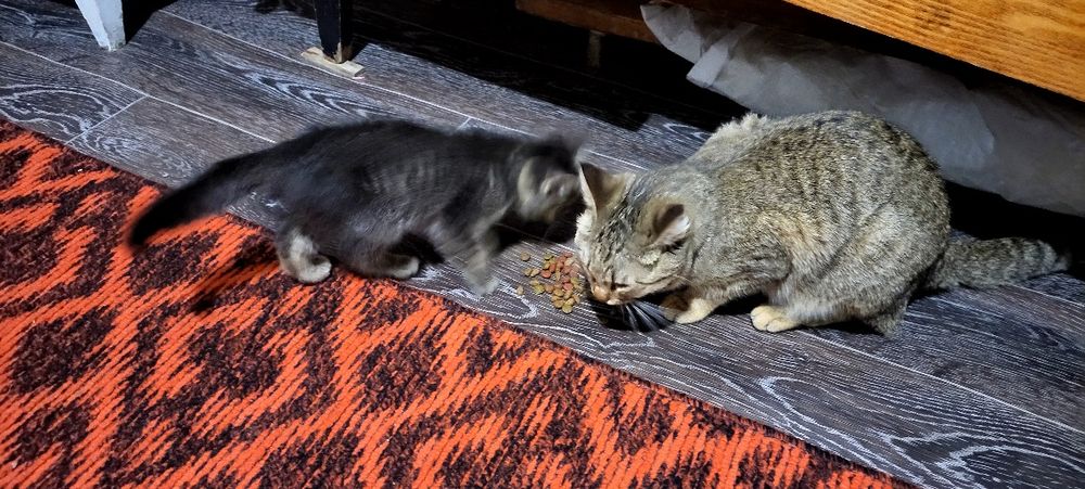 Onasi va kuyovi bilan qizi porno onlayn