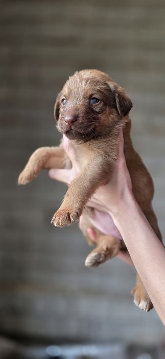 Пристраиваются в добрые ручки. Пристройство по договору