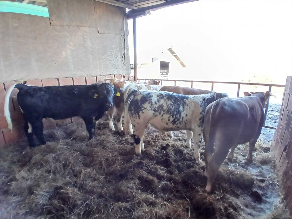 Vand vitei masculi media 310-320