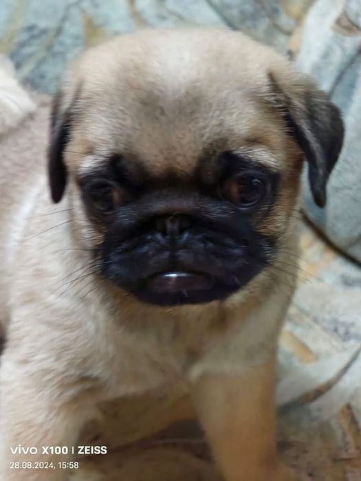 Продам щенков Мопса.