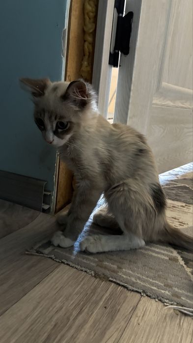 Отдам котенка в хорошие руки