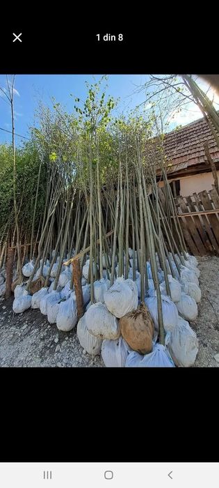 Platan englezesc Catalpa Leylandii