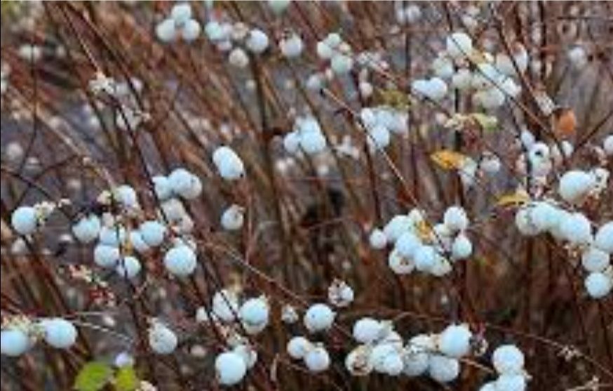 Снежноягодник кустарник декоративный, ЗКС