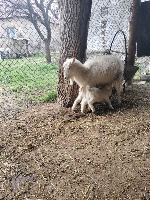 Занен шібіш екі лағымен