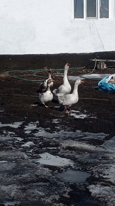 Продам домашних гусей