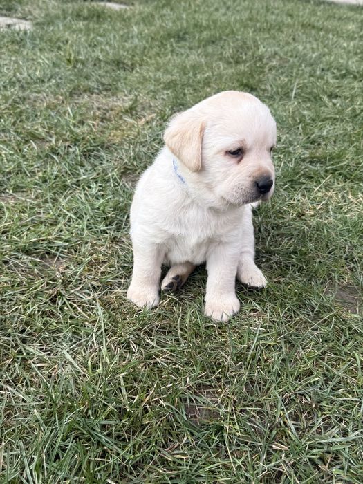 Pui Labrador Retriever cu Pedigree FCI !!!