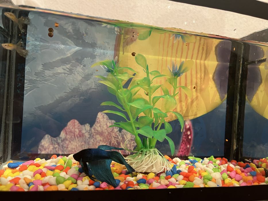 Аквариум продам(с рыбами иле без)договаримся