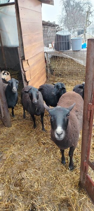 Vind oi de carne, oile sunt gestante  nu sunt de taiat