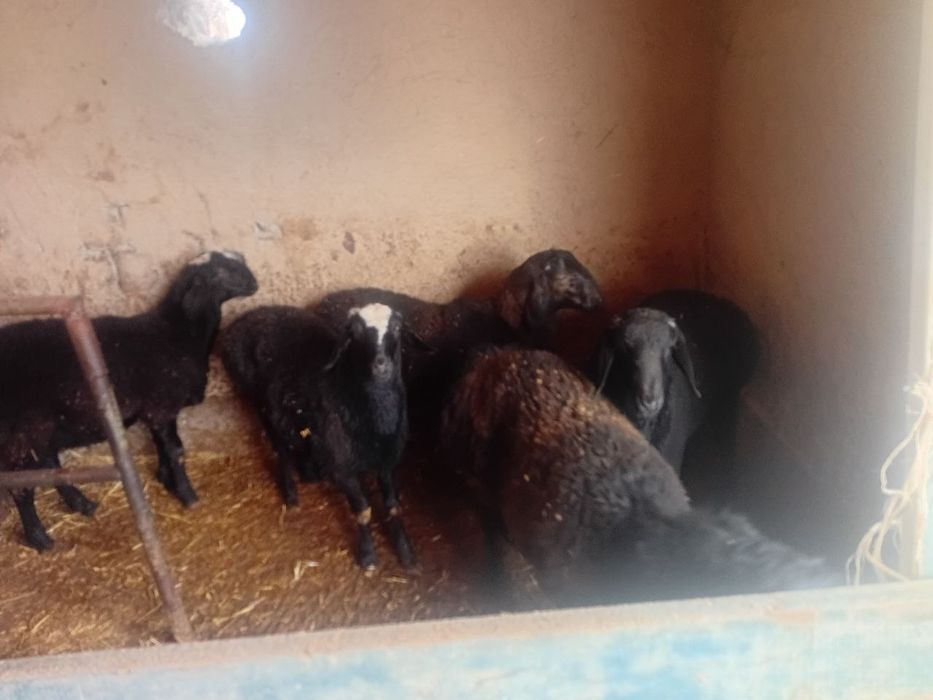 qo'y sotaman uzimniki