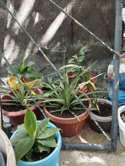 Бананы  и Ананасы плодоносящие