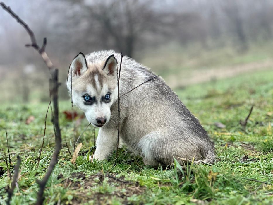 Pui husky siberian!