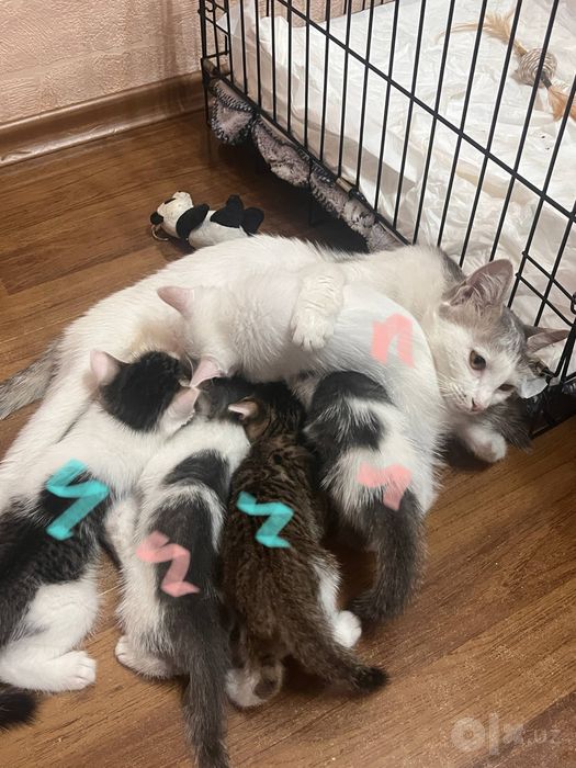 Котята в добрые руки