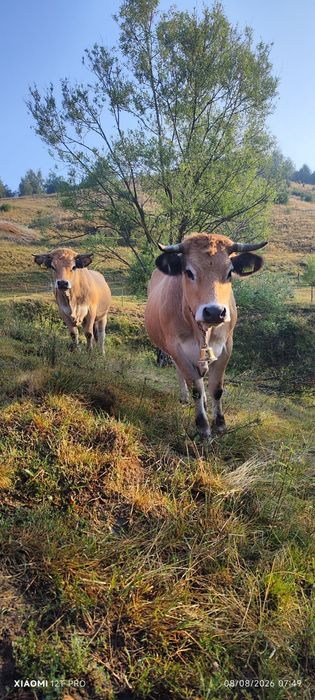Lot 5 juninci montate din rasa Aubrac